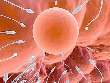 精子和卵子结合需要多长时间