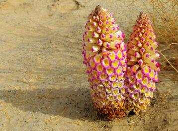 孕妇能吃肉苁蓉吗