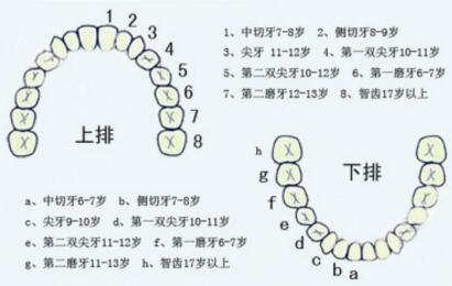 儿童换牙顺序图及注意事项