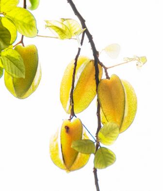 宝宝多大可以吃杨桃