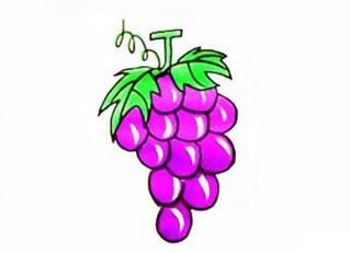 幼儿园彩色葡萄简笔画步骤图片
