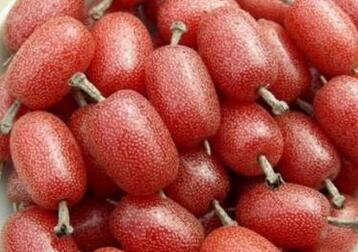 羊奶果什么时候成熟