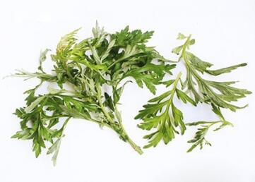 艾叶泡脚有什么好处