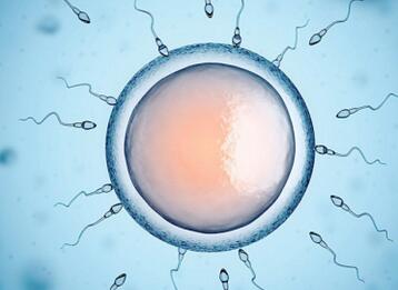 排卵后卵子存活时间是多久