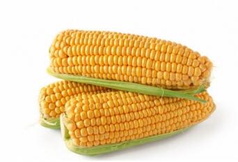 孕妇高血糖吃什么主食好