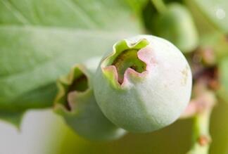 孕期血糖高可以吃什么水果