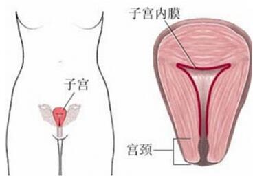 子宫内膜厚度多少正常