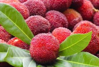 宝宝便秘可以吃杨梅吗