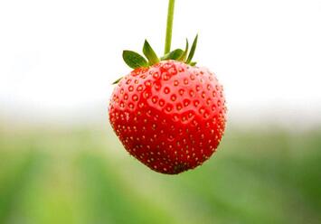 草莓的功效与作用