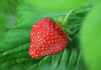 草莓的功效与作用