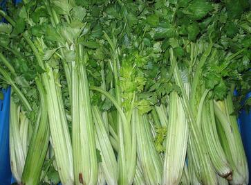 水芹菜和芹菜的区别