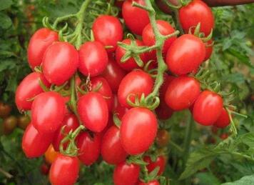 宝宝多大可以吃圣女果