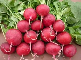 红萝卜的功效与作用