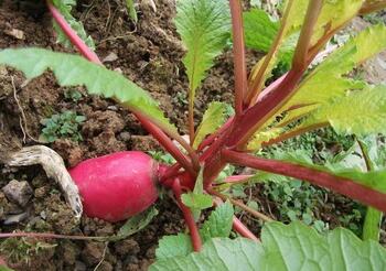 红萝卜的功效与作用