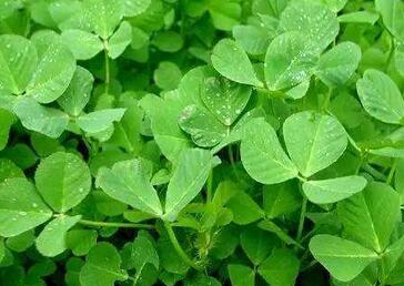 草头是什么菜 金花菜营养价值