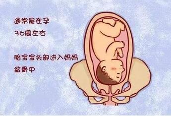 胎儿多少周入盆