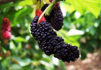 孕妇可以吃桑葚吗