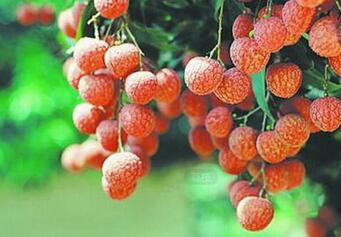 孕妇怀孕能吃荔枝吗 有什么好处