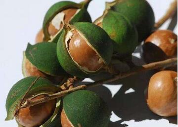 小孩可以吃夏威夷果吗