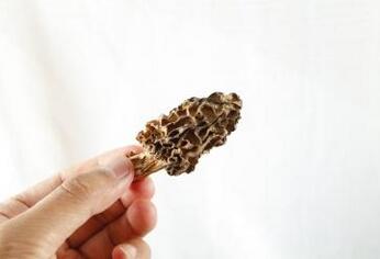 羊肚菌价格多少钱一斤