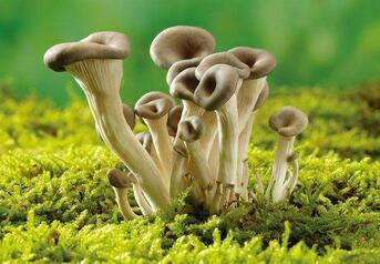 孕妇吃菌类好吗