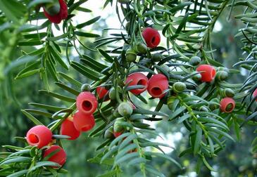 紫杉醇的功效与作用