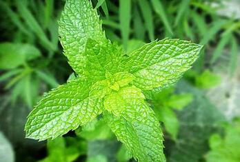 驱蚊草对孕妇有影响吗