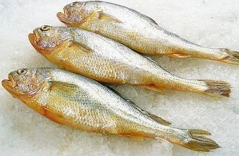 黄花鱼为什么都是死的