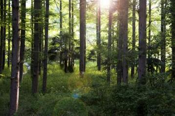 石橄榄的功效与作用