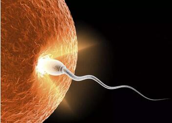 什么是体外受精