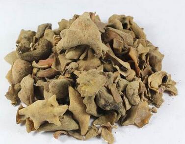 五倍子的功效与作用及禁忌