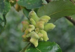 五倍子的功效与作用及禁忌