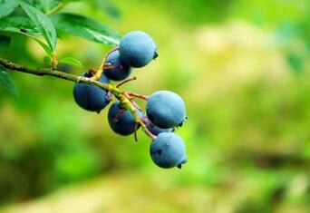 空腹可以吃蓝莓吗