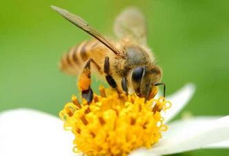 宝宝被蜜蜂蛰了怎么处理