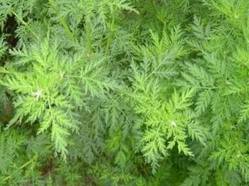 青蒿的功效与作用有哪些