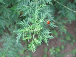 青蒿的功效与作用有哪些