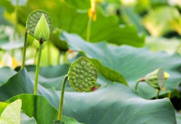 哺乳期能吃莲蓬吗