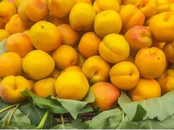 杏子的功效与作用禁忌