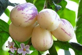 哺乳期可以吃人参果吗