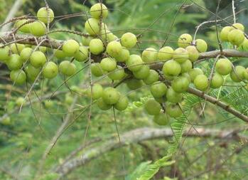 孕妇吃余甘果注意事项