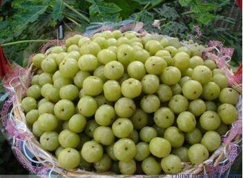 余甘果的健康吃法