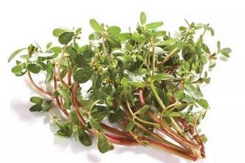 产妇不能吃什么蔬菜