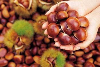 哪些人不宜吃板栗