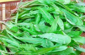 孕妇可以吃曲曲菜吗