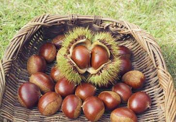 吃板栗的注意事项