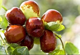 吃什么补血效果最快