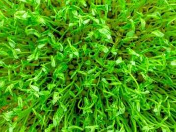 观察豆芽日记两则