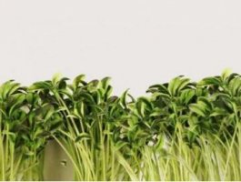 绿豆发芽观察日记7天 绿豆的生长过程日记