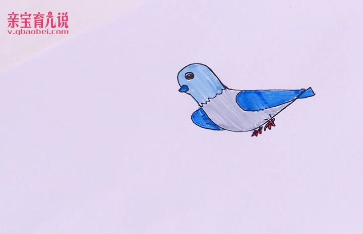 鸽子简笔画
