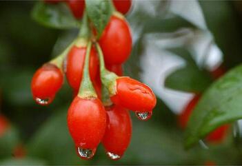 孕妇吃枸杞的建议